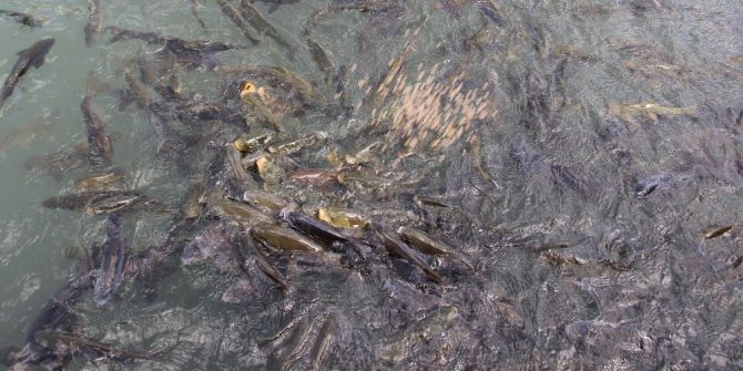 Şanlıurfa’nın Simgesi Balıklıgöl Temizlendi