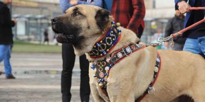 Türk Eylemcilere Köpekle Müdahale Eden Hollanda’ya Kangallı Tepki