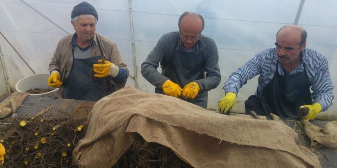 Kastamonu Ve Sinop’ta Cevizler Aşılanıyor