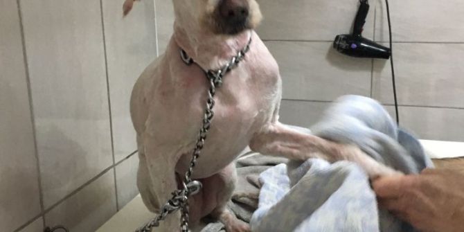 Konteynere Kapatılan Köpeğin Hayatı İhbarla Değişti