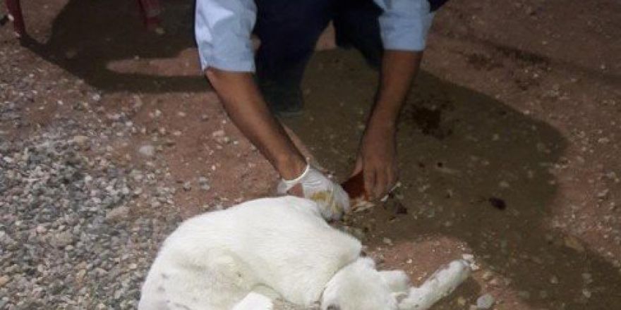Yaralı Köpek Tedavi Altına Alındı