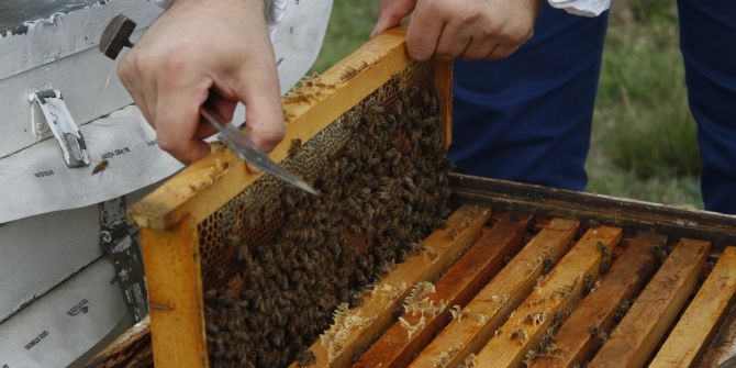 Antalyalı Bal Üreticisi Akademisyenden Prof. Dr. Canan Karatay’a Cevap