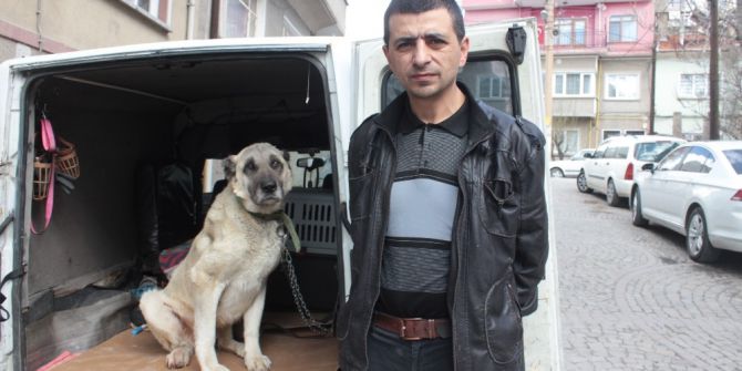 Yaralı Ve Hasta Köpek Tedavi İçin Eskişehir’e Gönderildi
