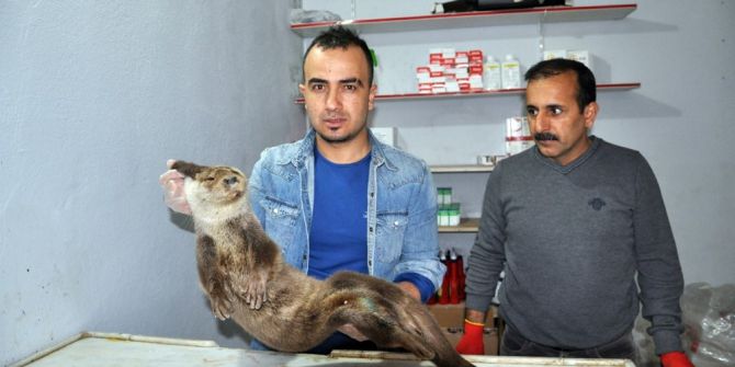 Kırmızı Listedeki Yaralı "Su Samuru" Tedavi Altına Alındı