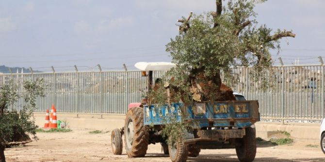 Zeytin Ağacı Nakilleri Sürüyor