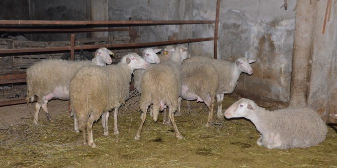 Nazilli’de 21 Koyunu Çalınan Çiftçi İsyan Etti