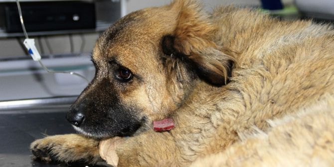 Bodrum’da Göz Göre Göre Köpekleri Zehirledi