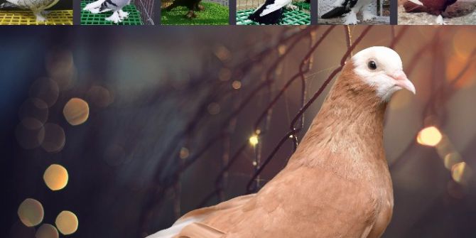 M. Kemalpaşa’da Güvercin Festivali