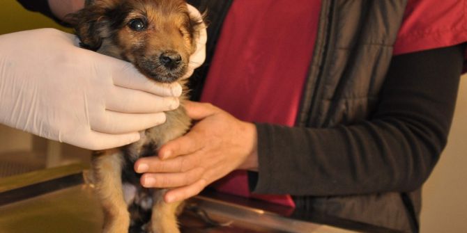 Silahla Yaralanmış Ve Tek Gözü Görmeyen Köpeklerin Tedavileri Sürüyor