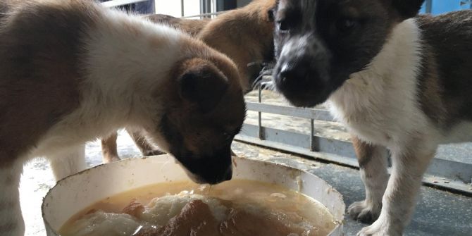 Sokak Köpekleri İçin Aşevi Açtı