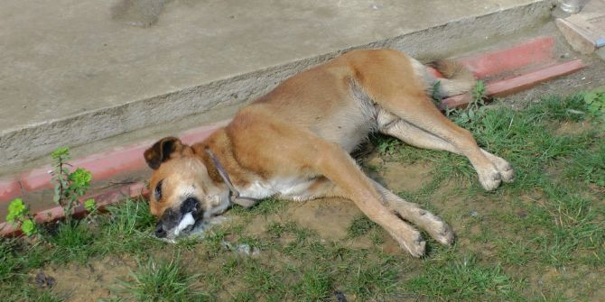 Düzce’de Köpekleri Zehirlediler