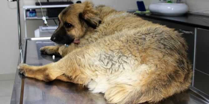 Zehirlenen Tarçın İsimli Köpek Öldü