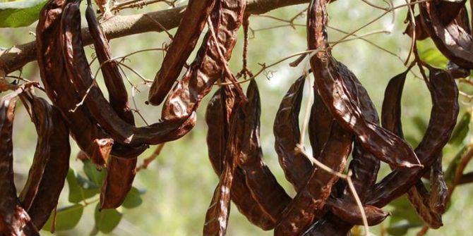 Çalşimşek: “Keçiboynuzu Özünü Diyabetliler De Kullanabilir”