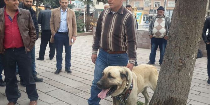 Hollanda’yı Kangal Köpekleri İle Protesto Ettiler