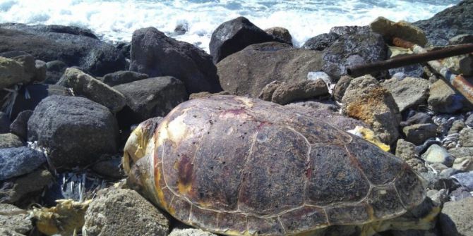 Dev Caretta Caretta Karaya Vurdu