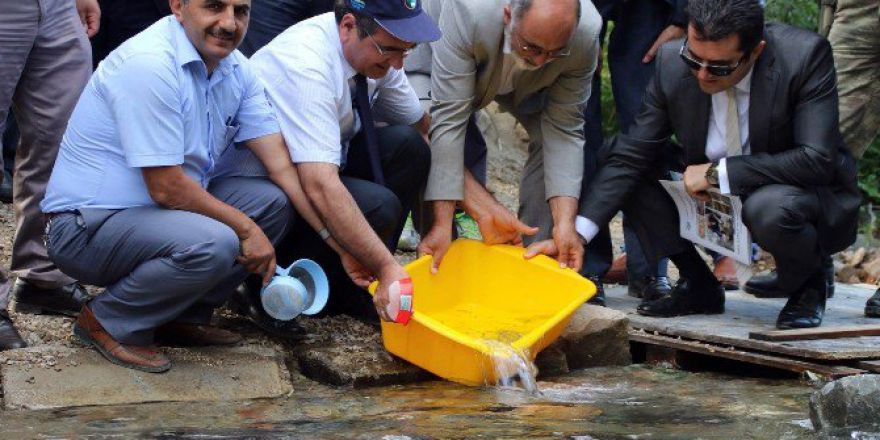 Gümüşhane’de Derelere 20 Bin Alabalık Daha Bırakıldı