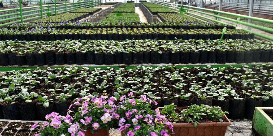 Tepebaşı Belediyesi, 6 Serada Binlerce Çiçek Yetiştiriyor