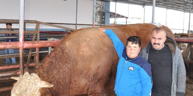 780 Kilo Karkas Eti Çıkan ‘Ağa’ Sahibini Zengin Etti
