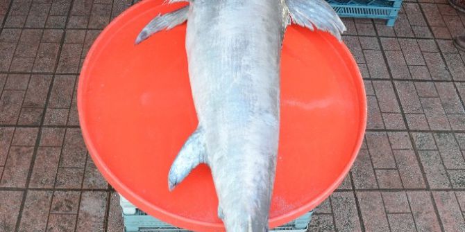 2 Metre Boyunda Kılıç Balığı Yakalandı