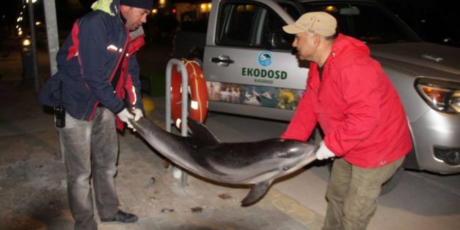 Kuşadası’nda Ölü Yunus Bulundu