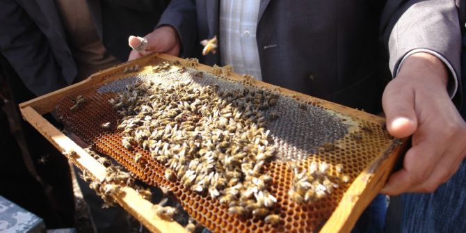 Diyarbakır’da 482 Arıcıya 1 Milyon 11 Bin Tl Ödeme Yapılacak