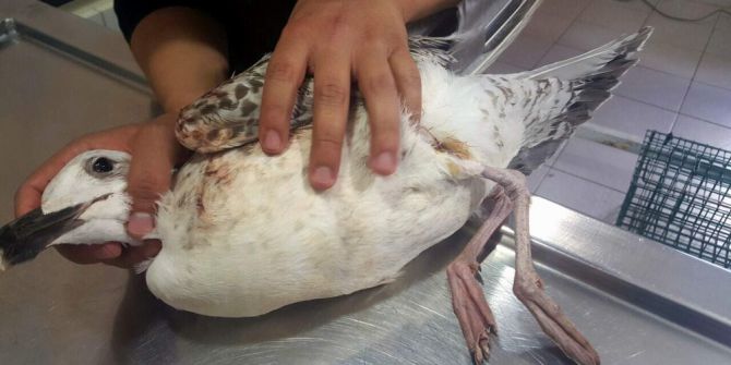 Oltanın Yaraladığı Martı Tedavi Edilerek Doğaya Salındı