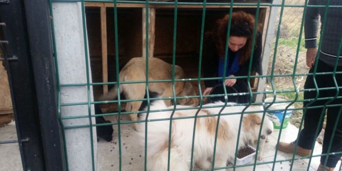 Lisesi Öğrencilerden Barınak Hayvanlara Yem