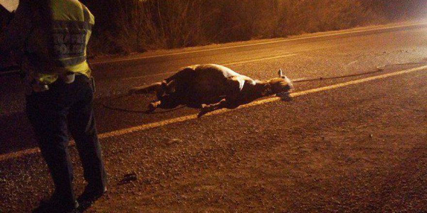 Ata Çarpan Motosikletin Sürücüsü Öldü