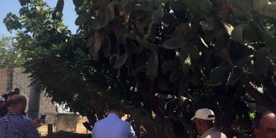 Anne İncir Toplarken Öldü, Kızı Sinir Krizi Geçirdi