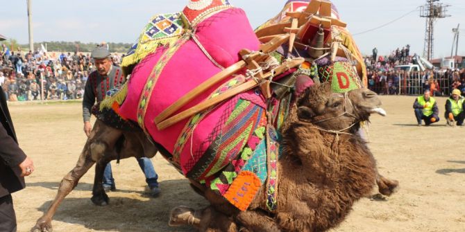 Germencik’te Yapılan Sezonun Son Deve Güreşi Büyük İlgi Gördü