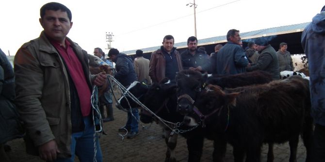 Efeler Hayvan Pazarına Yoğun İlgi