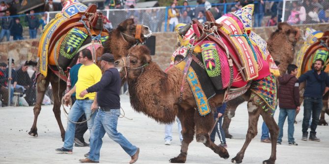 Gümüşlük’te Deve Güreşi Festivali