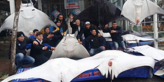 Akdeniz’in Batman’leri Tezgahları Süsleyince Bilim Dünyası Ayağa Kalktı