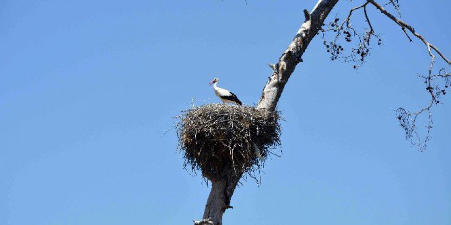 Leyleklerin Yok Olması Çevrecileri Harekete Geçirdi