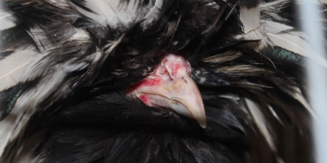 Onlarca Çeşit Süs Tavuğu Müzayedede Satışa Çıktı