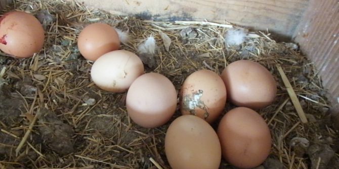 Gezen Tavuk Yumurtalarına Büyük İlgi