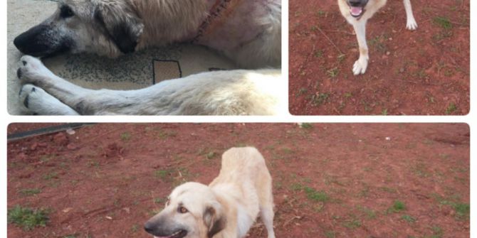 Yaralı Halde Bulunan Köpek Ve Yavrularına Futbolcular Sahip Çıktı