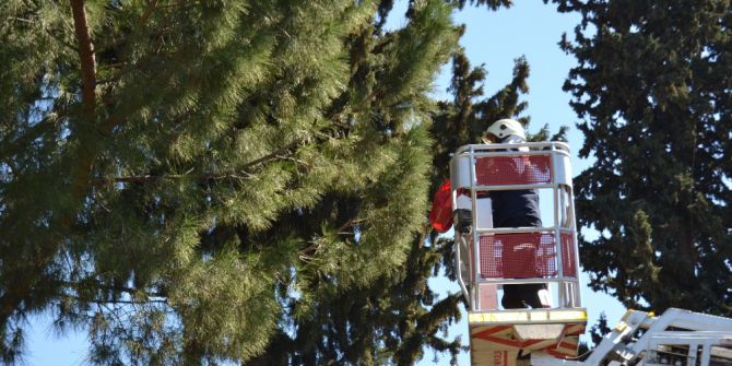 Kaymakamlık Lojmanında Kedi Kurtarma Operasyonu