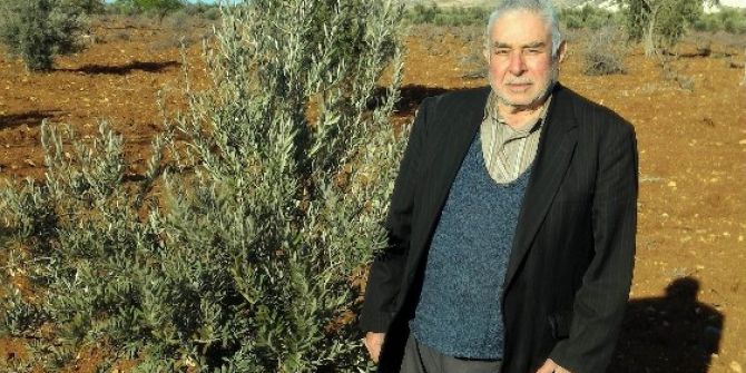 Zeytin Fidanı Dikiminin İncelikleri