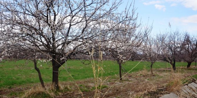 Kayısı Çiçeklendi, Üretici Teyakkuza Geçti
