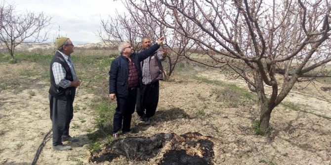 Çiçek Açan Kayısıyı Don Vurdu