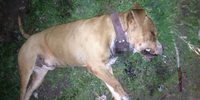 Akhisar’da Bir Köpek Bıçaklanarak Öldürüldü