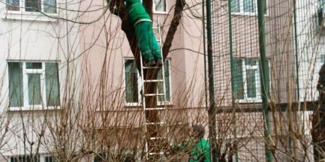 İzmit’te Ağaç Budama Çalışması