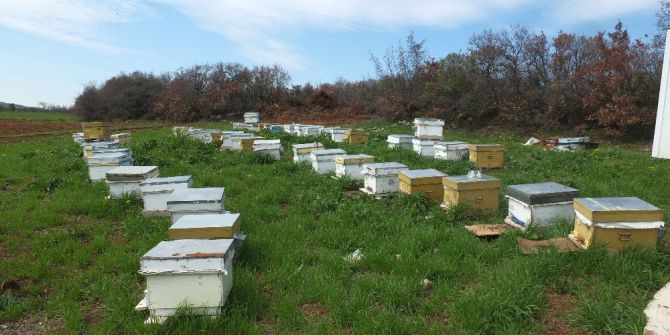 Kuraklık Arıları Vurdu, Üretim Düştü