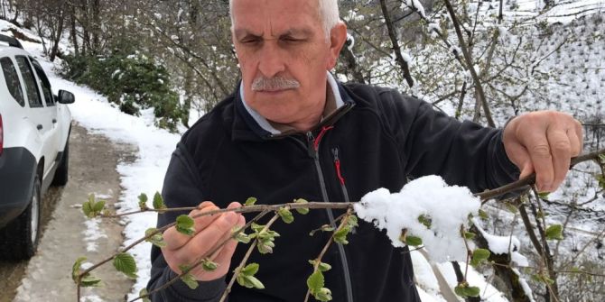 Kar Yağışı Fındığa Yaradı