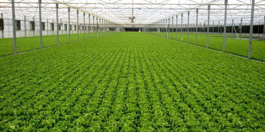 Manisa Büyükşehir Belediyesinden 1,8 Milyon Tl’lik Seracılık Atağı