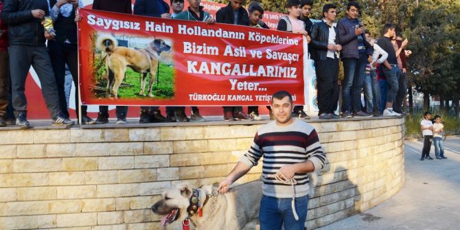 Hollanda’ya Kangal Köpekli Tepki