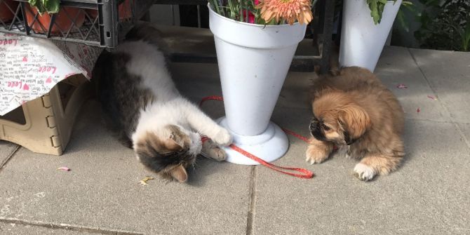 Birbirlerine Düşman Olarak Bilinen Kedi Ve Köpeğin Dostluğu