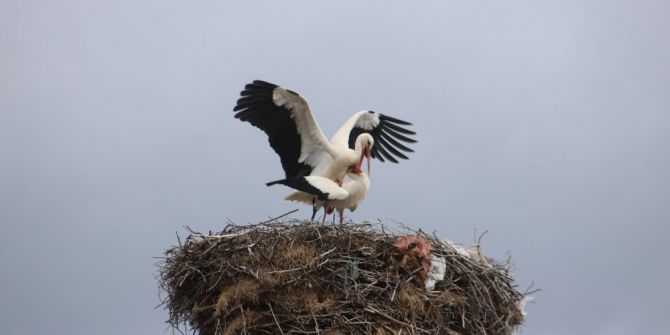 Beyşehir’e Gelen Leylekler Vadiyi Şenlendirdi