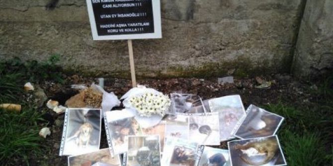 Gölcük’te Hayvanseverlerden Tepki